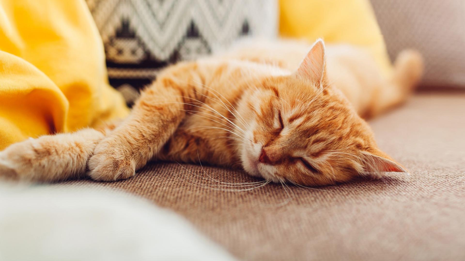 Eine Katze liegt auf einem Sofa