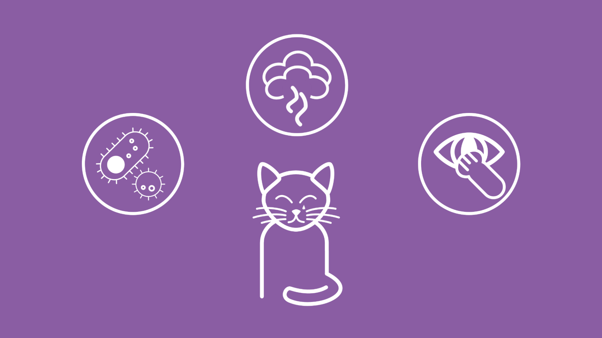 Man sieht mögliche Ursachen einer Bindehautentzündung bei Katzen.