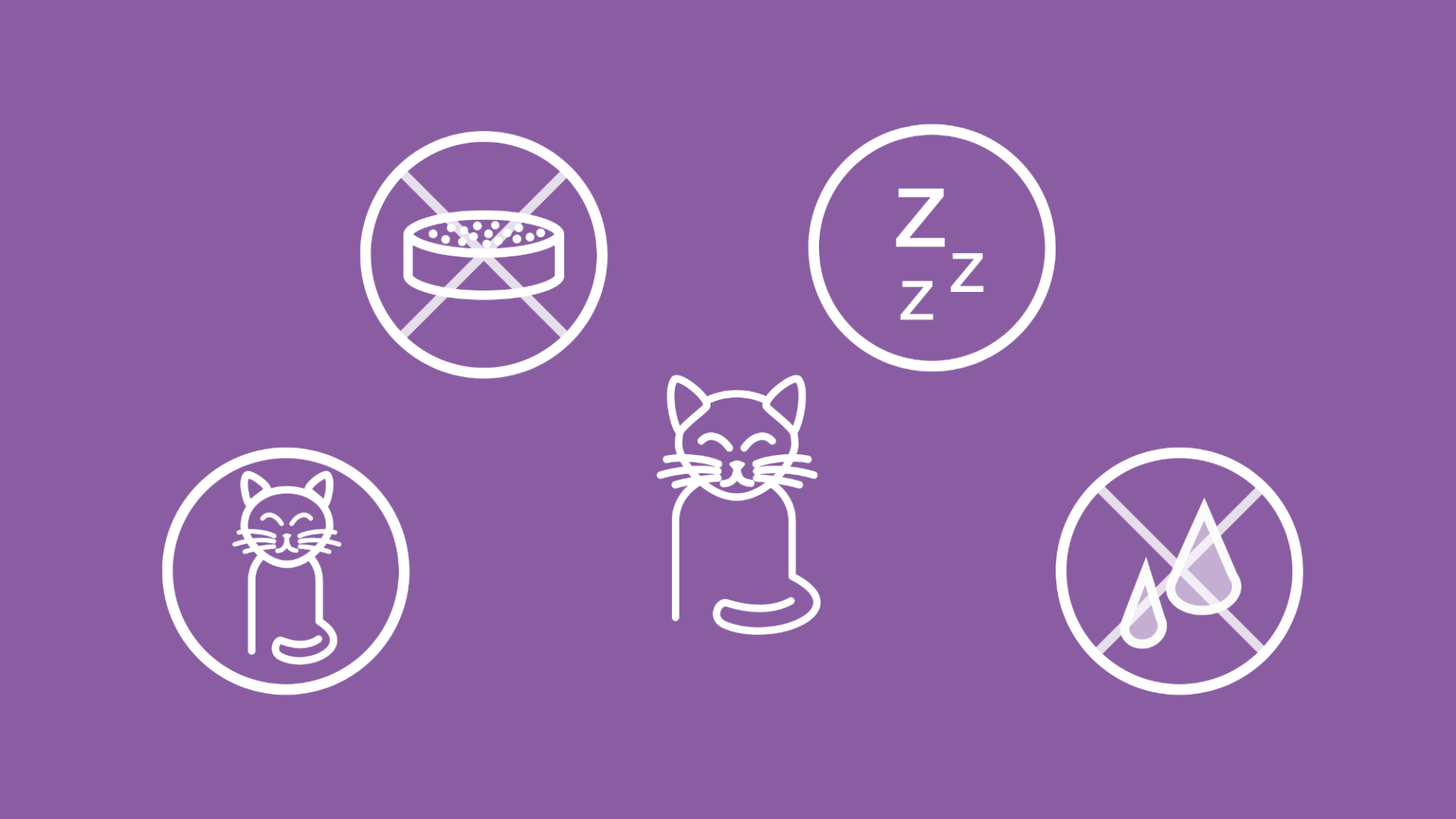 Symptome von Katzen-Diabetes werden mit Icons dargestellt.