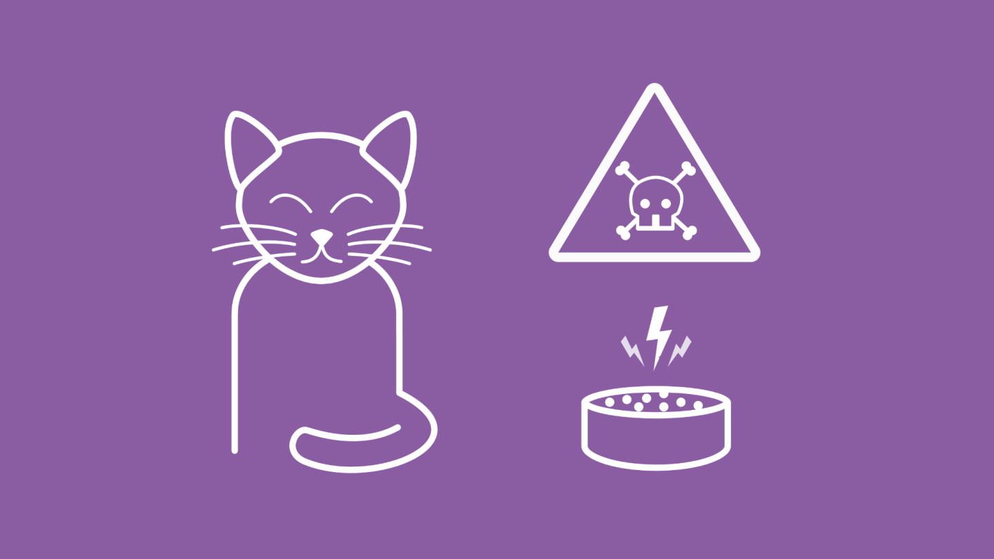 Anzeichen Einer Vergiftung Bei Katzen www.helvetia.com