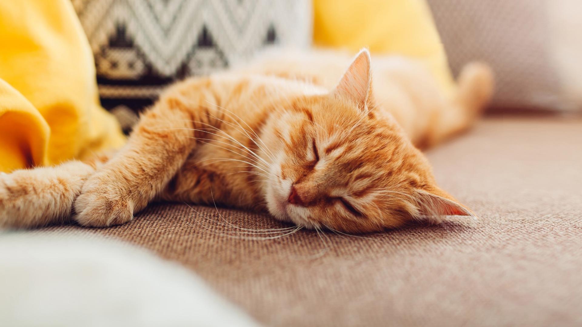 Produktbild Tierkrankenversicherung