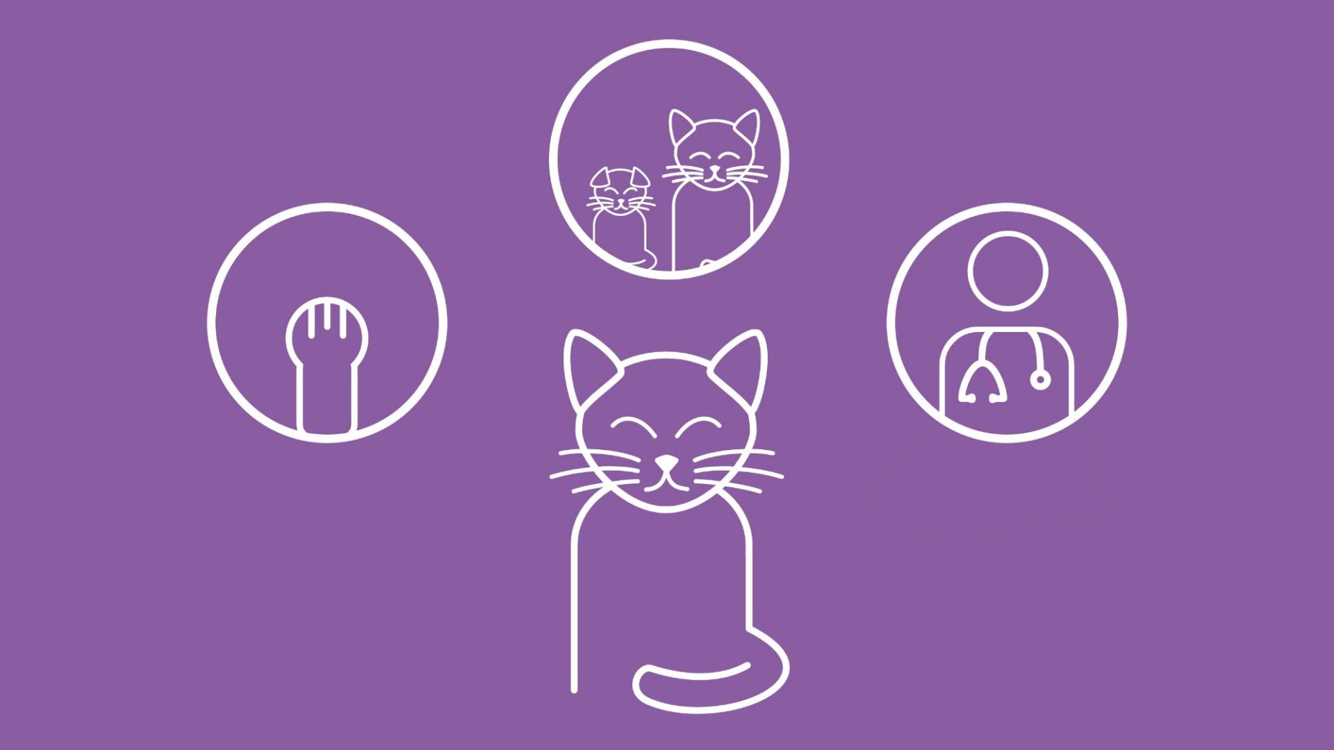 Die Grafik zeigt eine Katze, um welche Icons von Pfoten, Kitten und Senior-Katzen sowie einem Tierarzt angeordnet sind. 