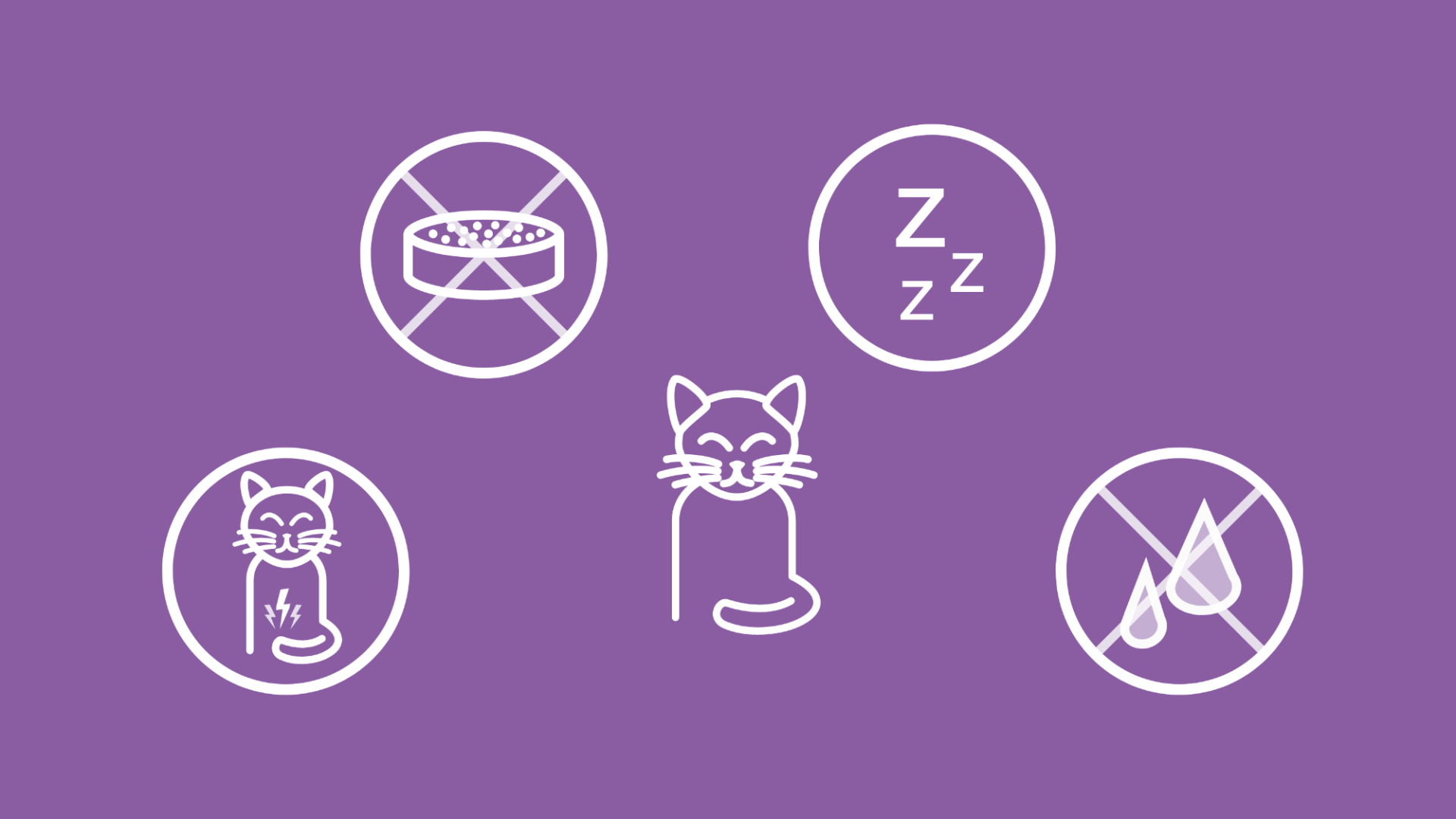 Um eine Katze herum sieht man mehrere mögliche Symptome für eine Verstopfung.