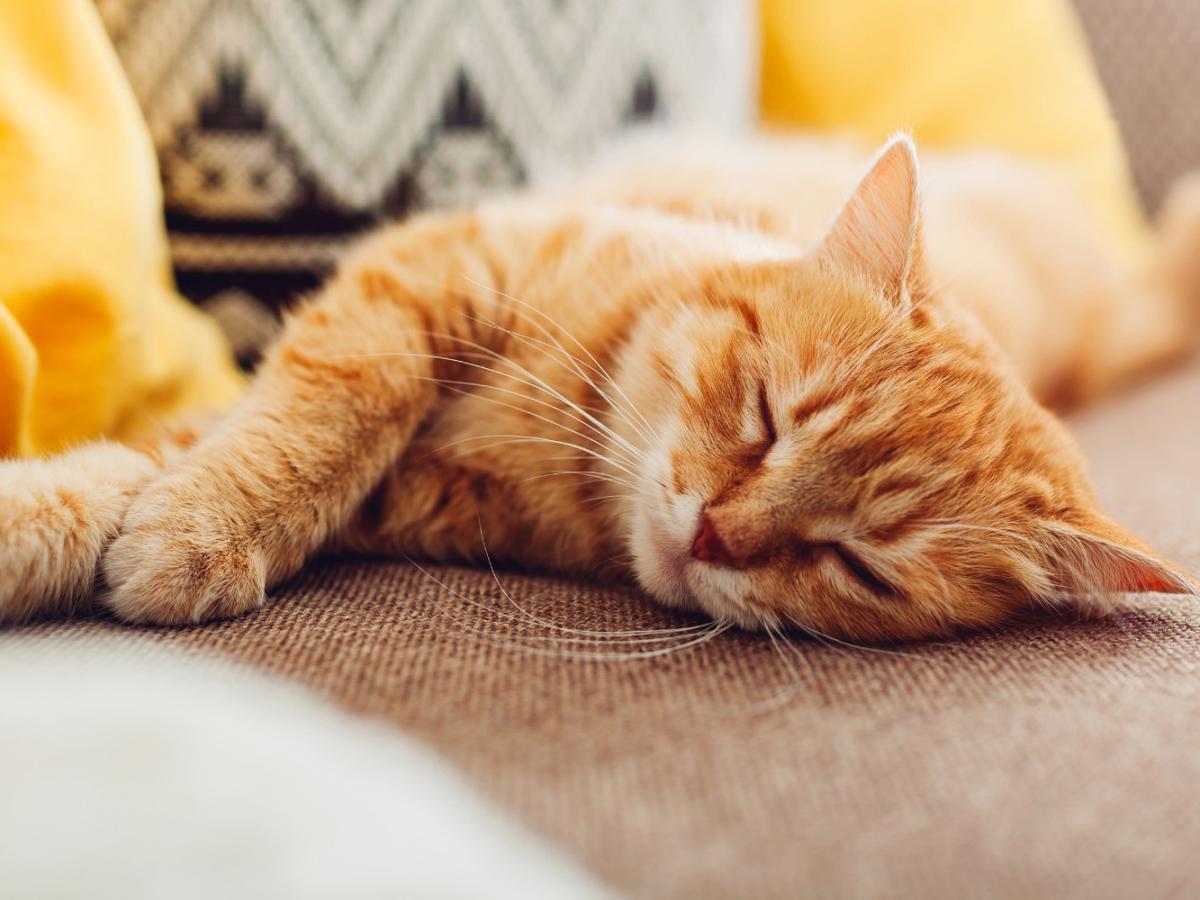 Eine Katze liegt auf einem Sofa