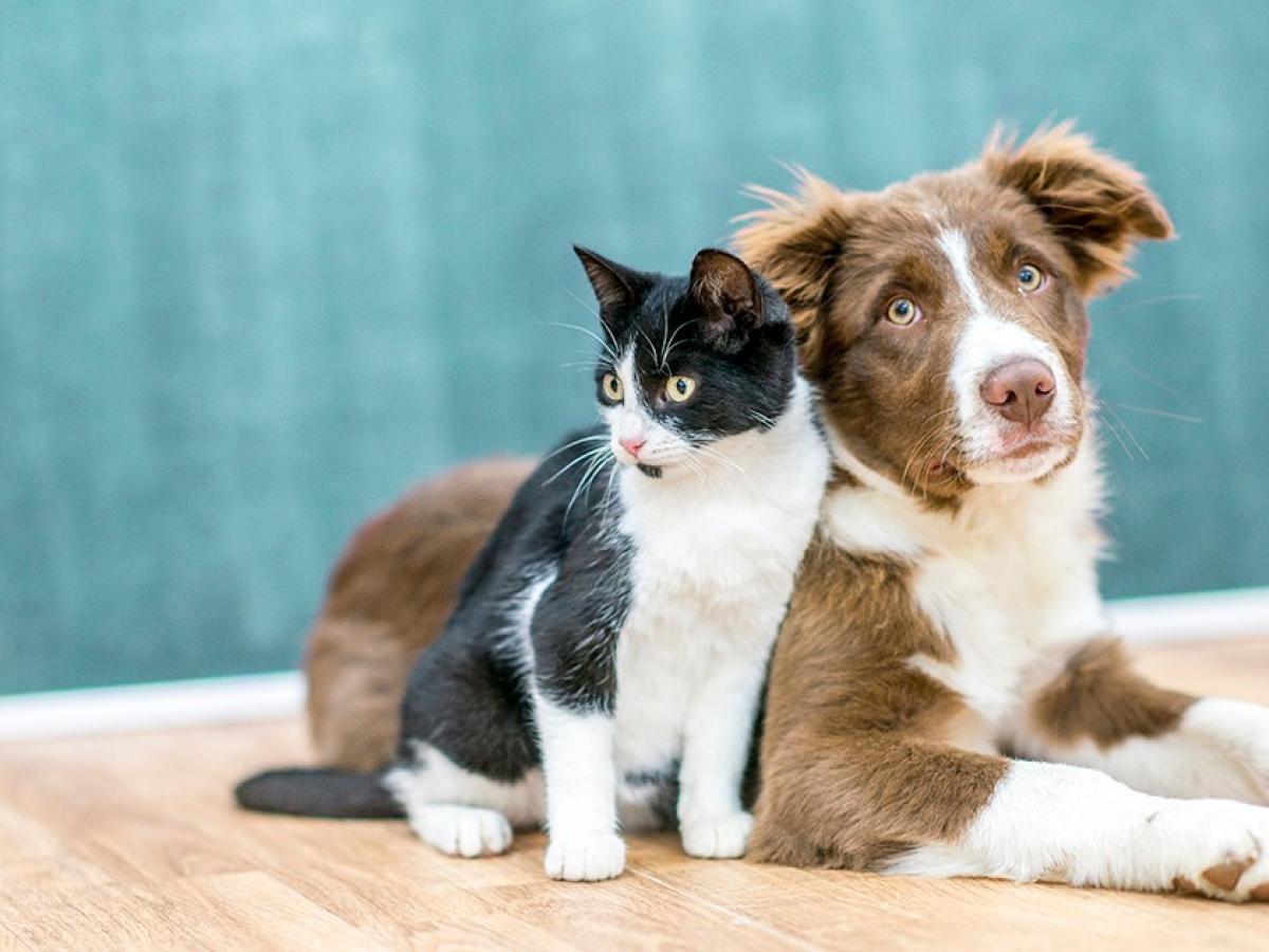 Ein Hund und eine Katzen schmiegen sich aneinander