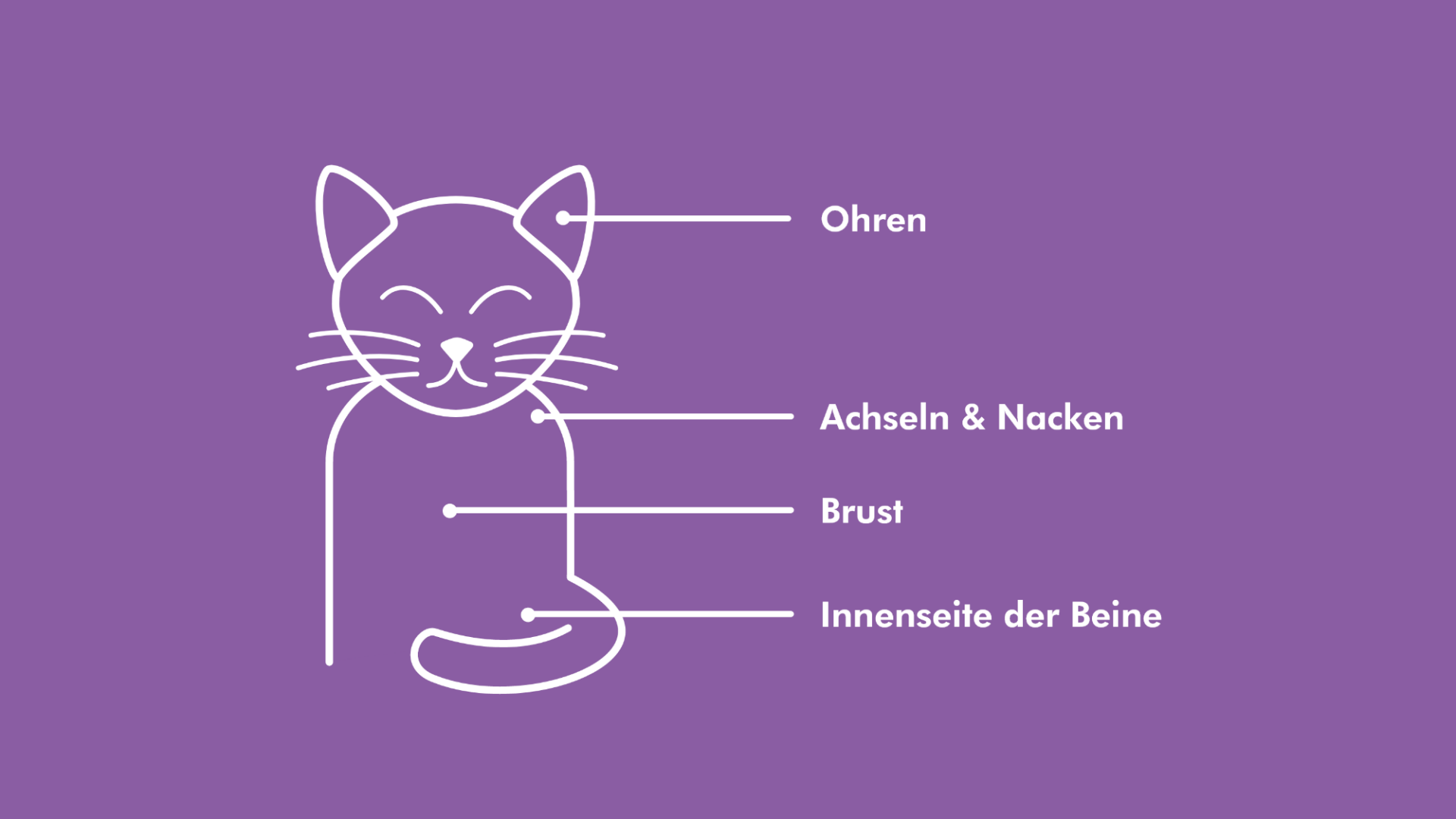 Auf dem Bild ist eine Katze dargestellt. Die häufigsten Stellen für Zeckenbefall Achseln, Innenseite der Beine, Nacken, Ohren, Brust sind markiert. 