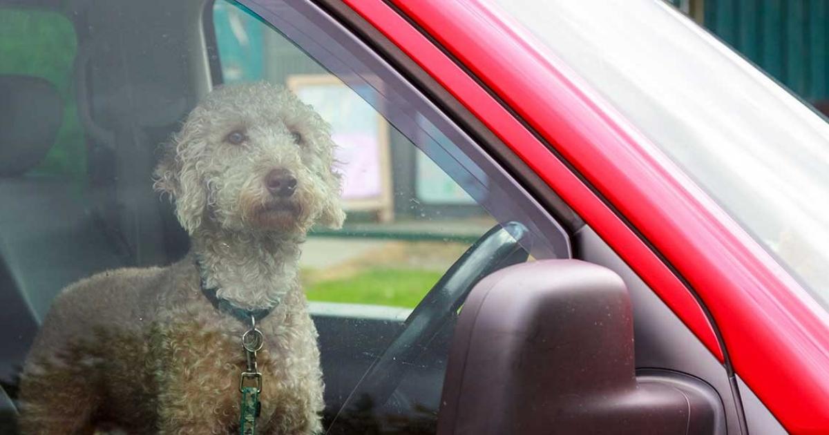 Hitzschlag Hund im Auto lassen? Helvetia Versicherungen