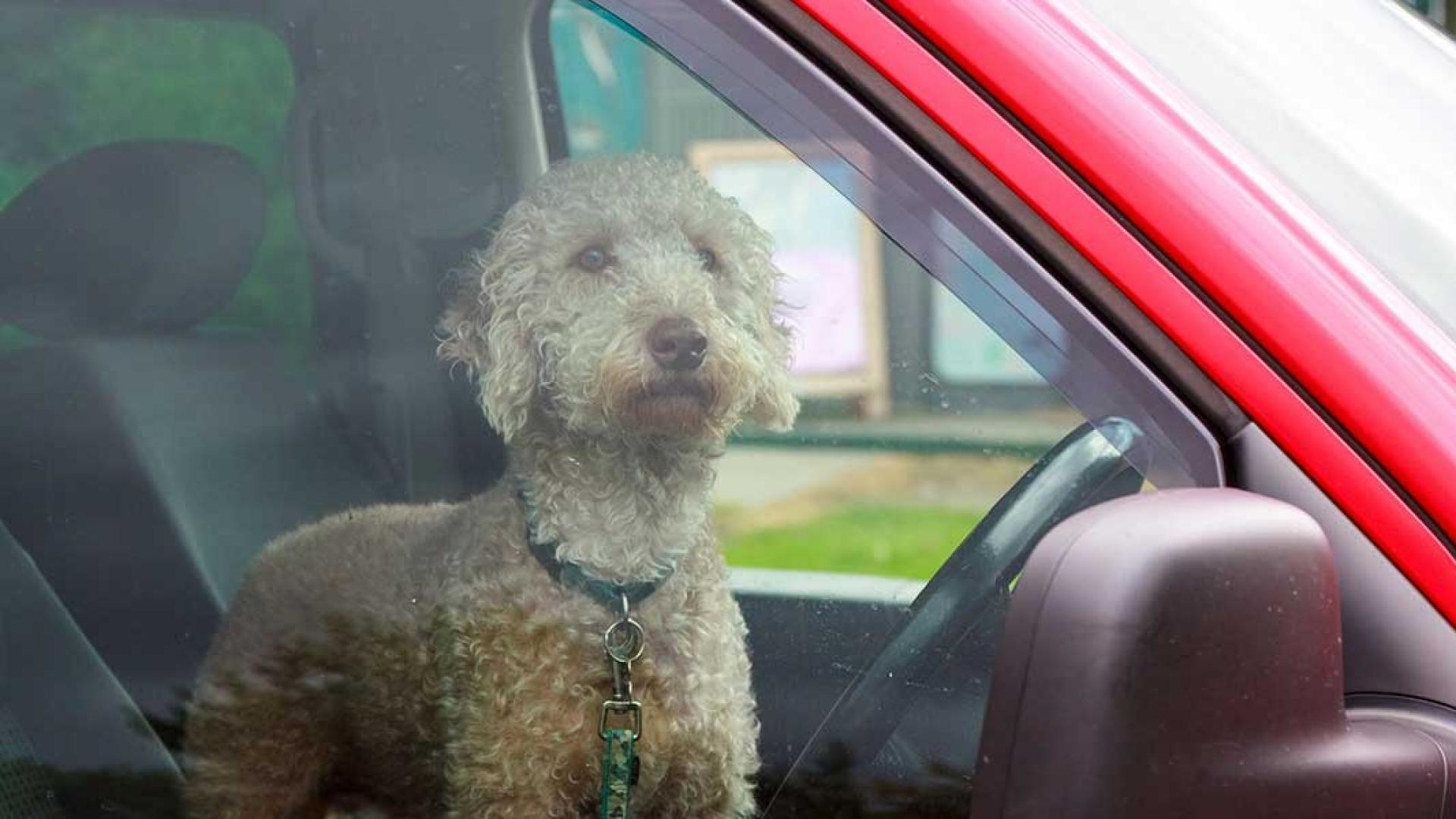 hund bei sommerhitze im auto gelassen