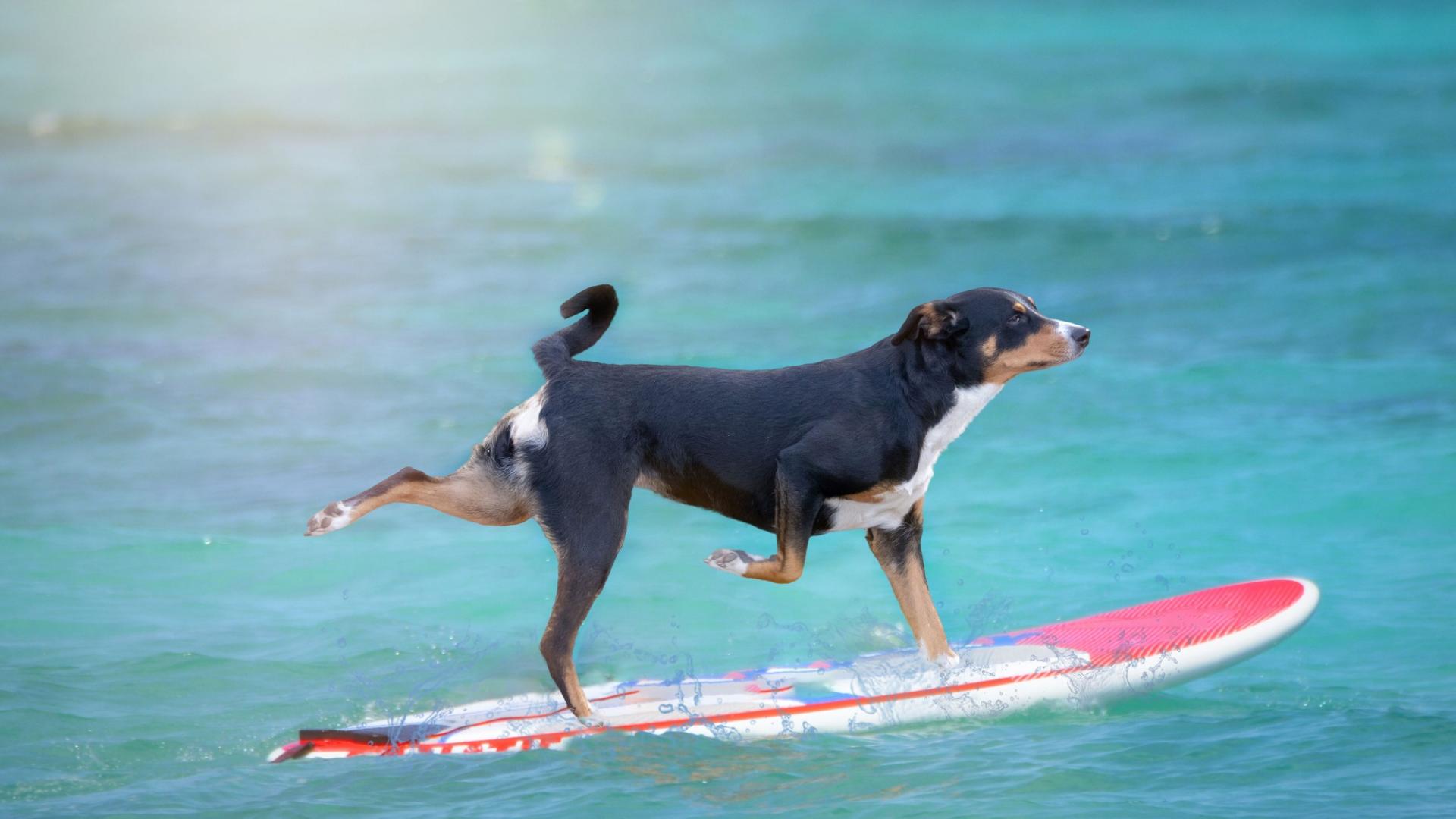 hunde lieben strandurlaub