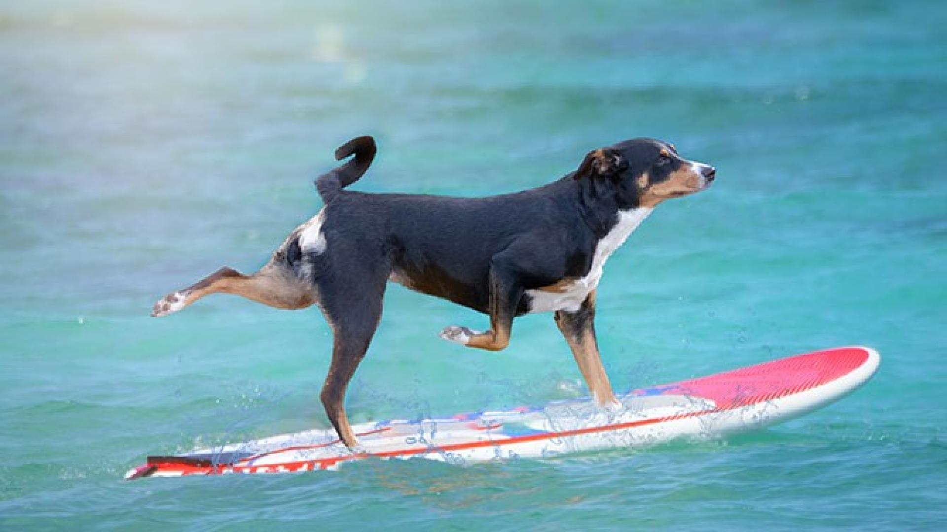 Hund-Surfbrett-Teaser