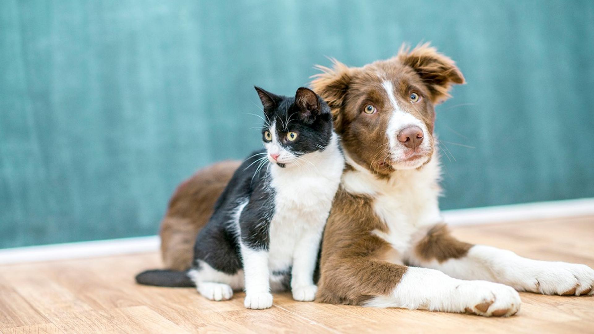 Eine Katze und ein Hund nebeinander