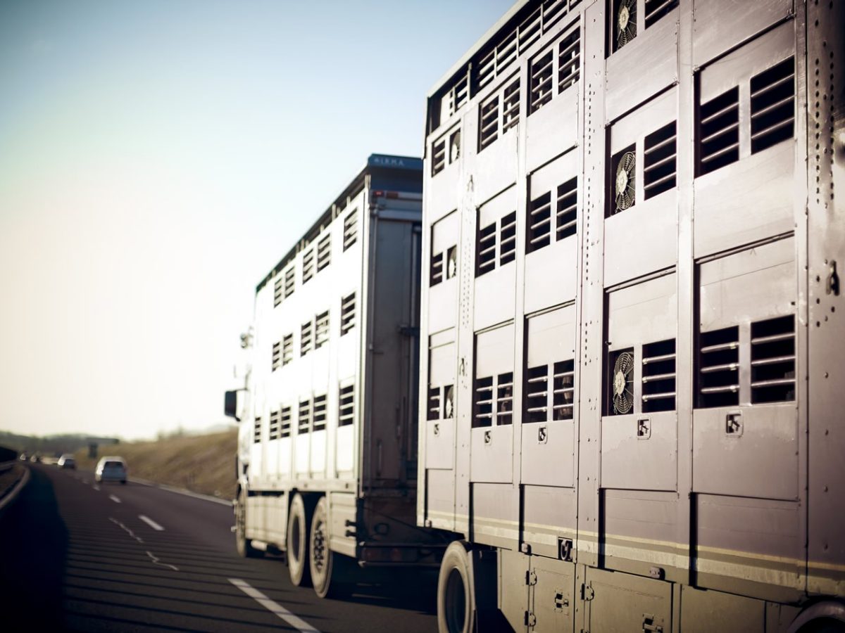 Cargo transports animaux