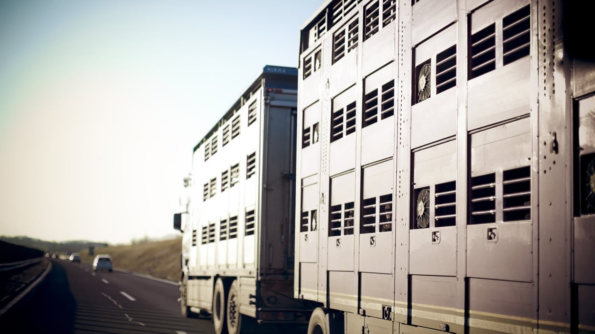 Assurances Cargo Transports animaux