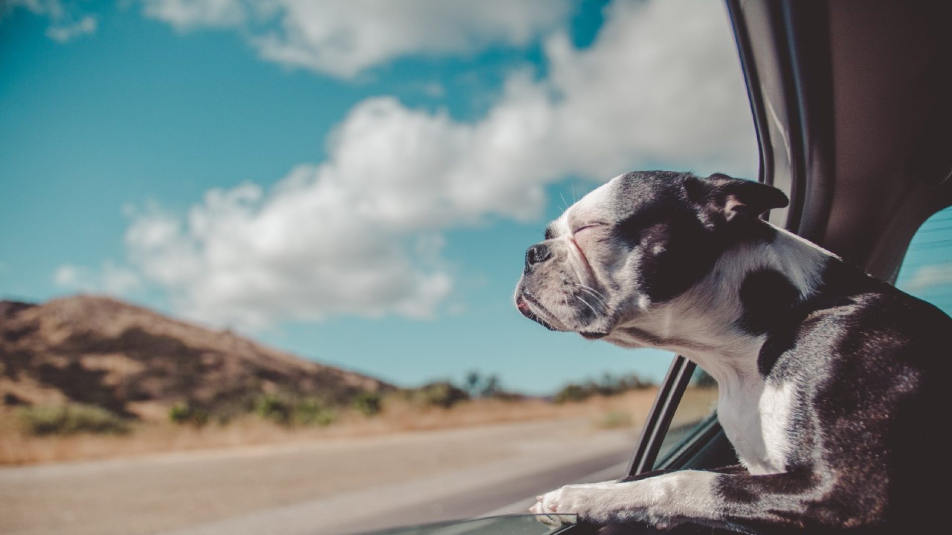 Cane che si affaccia fuori dal finestrino di una macchina