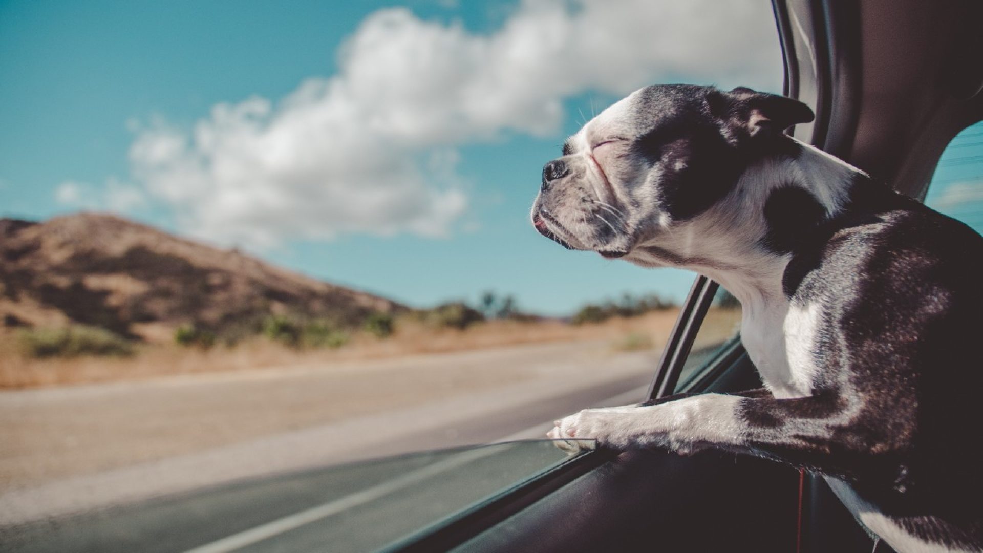 Cane che si affaccia fuori dal finestrino di una macchina