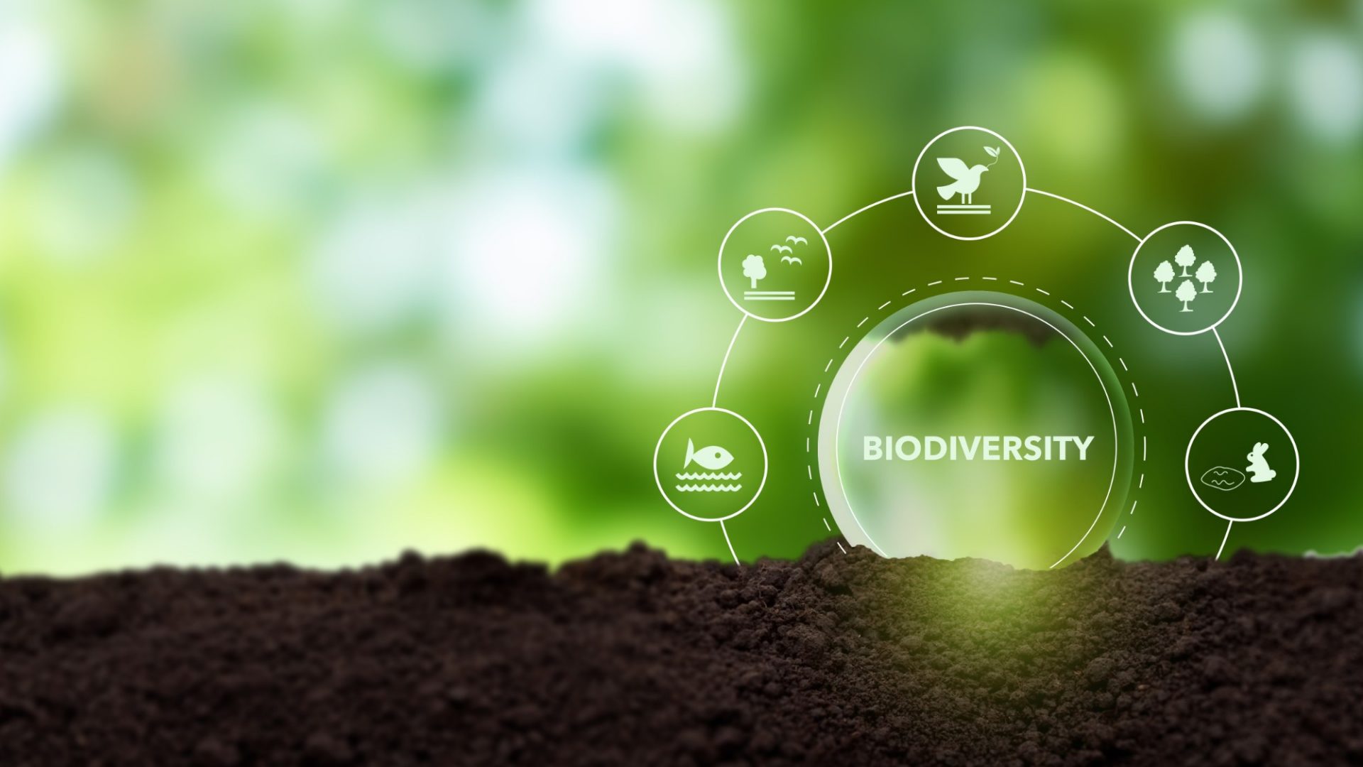 concetto di biodiversità